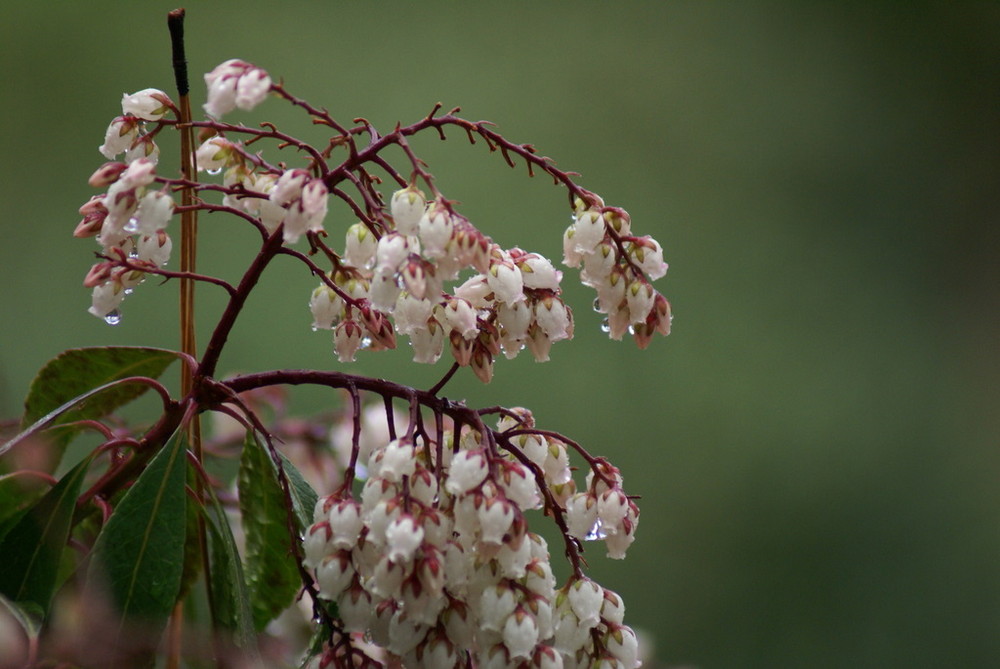 Lluvia (rain)