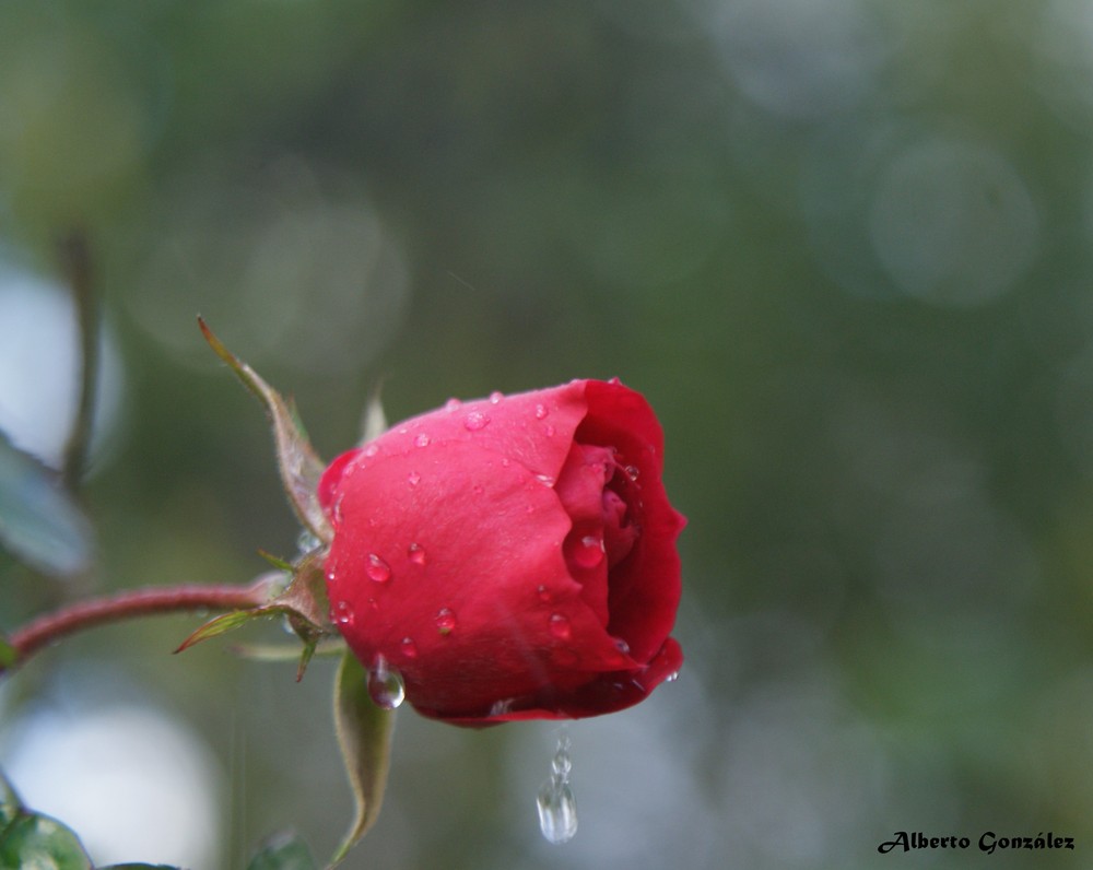 Lluvia sobre mi rosa