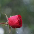 Lluvia sobre mi rosa