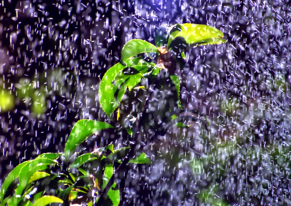 Lluvia veraniega