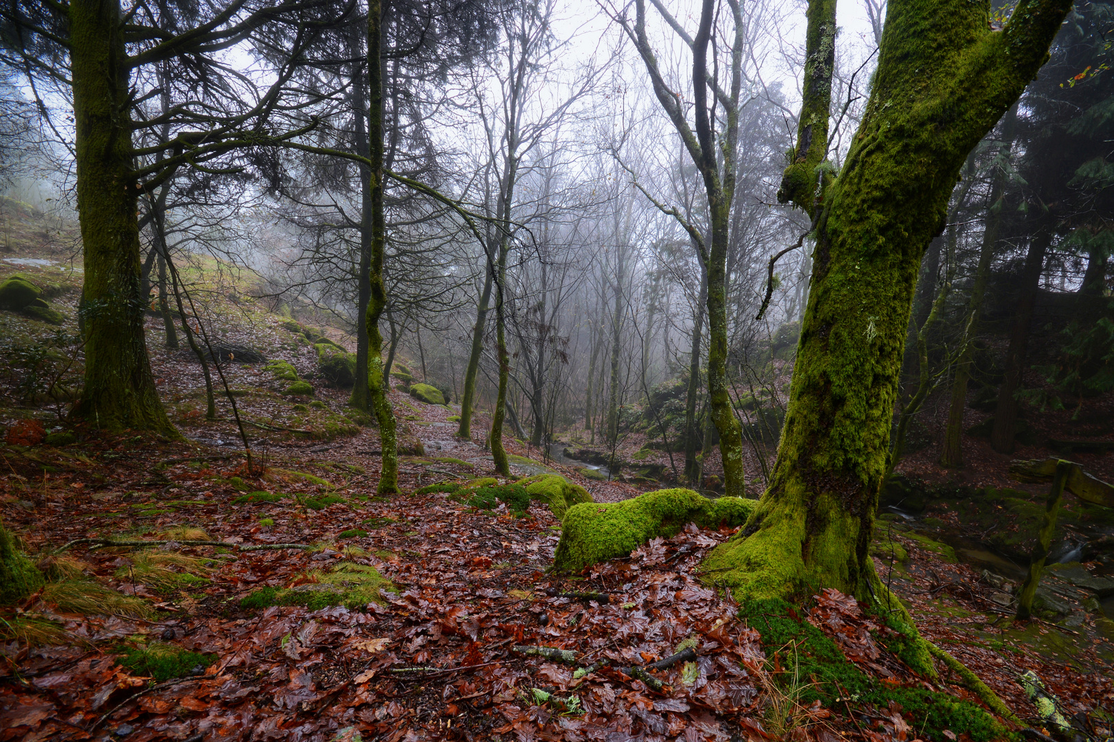 Lluvia y niebla en el bosque