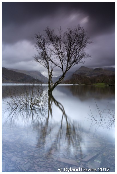 llyn padarn tree at dawn