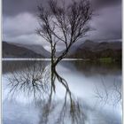 llyn padarn tree at dawn