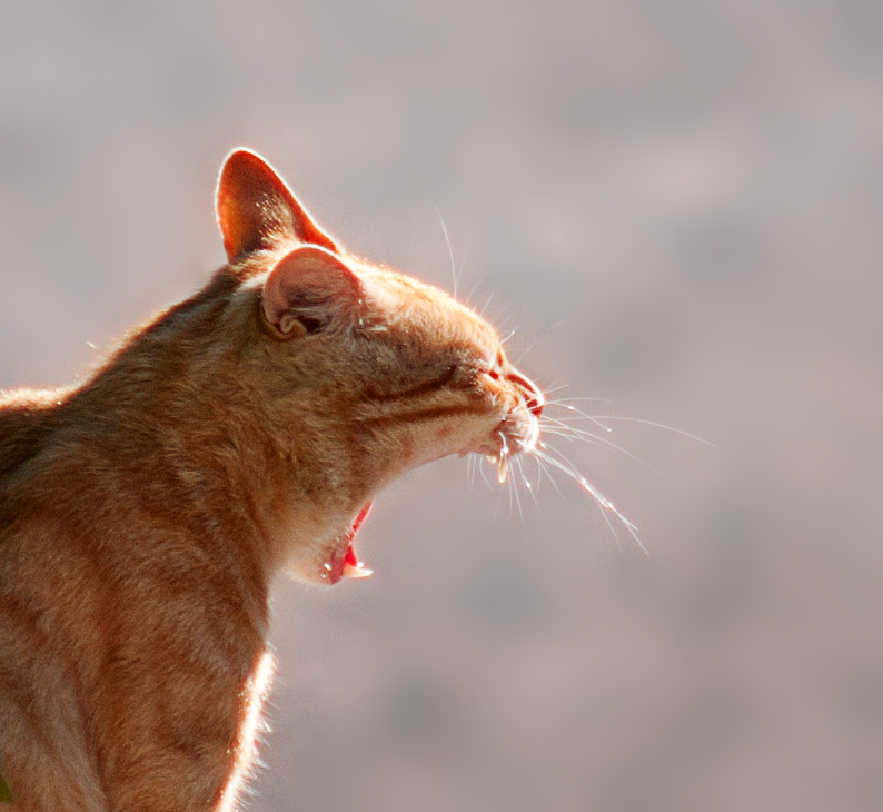 L'âme d'un lion