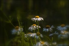 L'âme en fleur