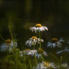 L'âme en fleur