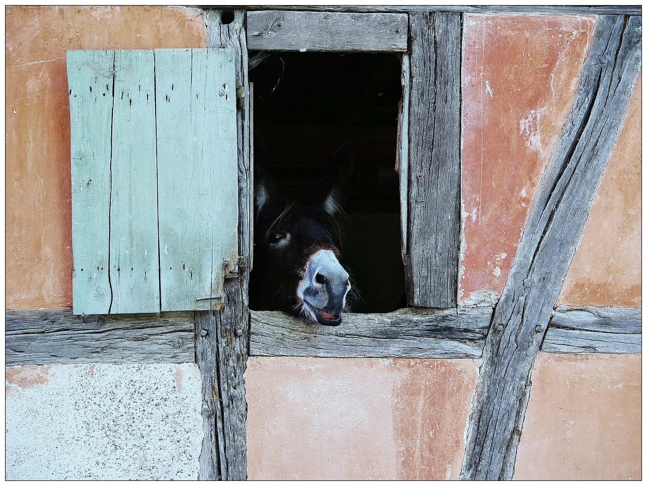 L'ânesse curieuse