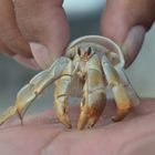 LO ENCONTRAMOS EN LA PLAYA