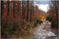 Lo que queda del otoño en Piedrasluengas