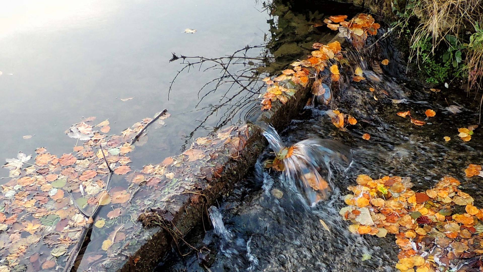 LO rsque l'eau joue avec les feuilles