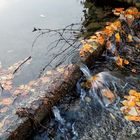 LO rsque l'eau joue avec les feuilles