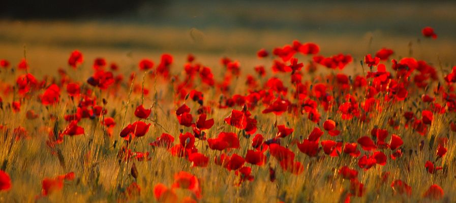 Lo sai che i papaveri...