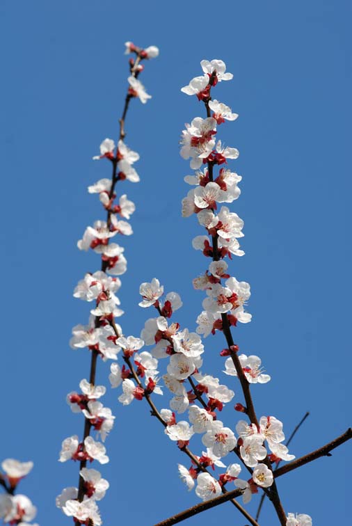 Lo sbocciar della primavera