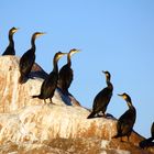 Lo scoglio dei cormorani