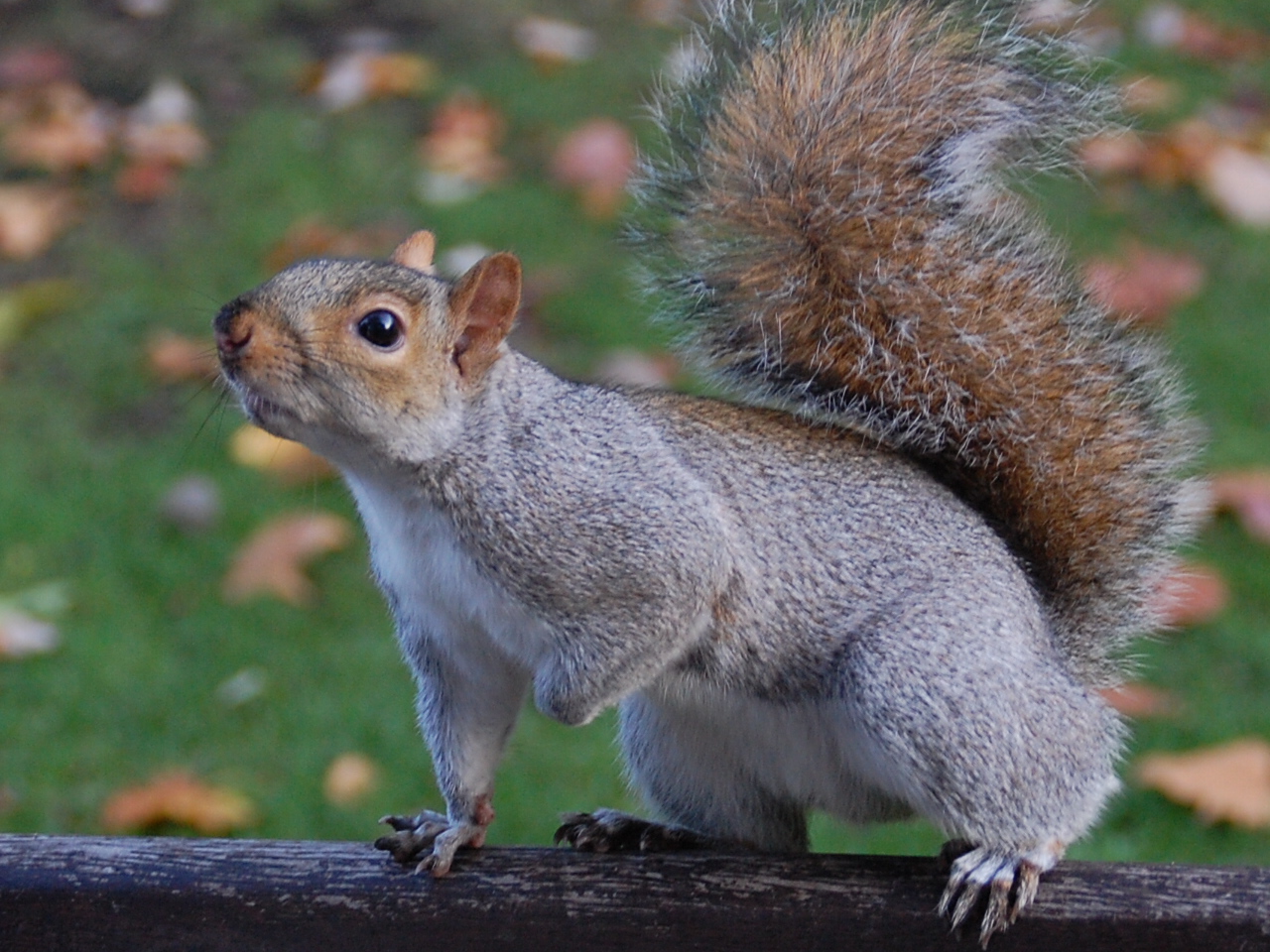 Lo scoiattolino di St. James Park