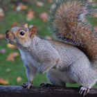 Lo scoiattolino di St. James Park