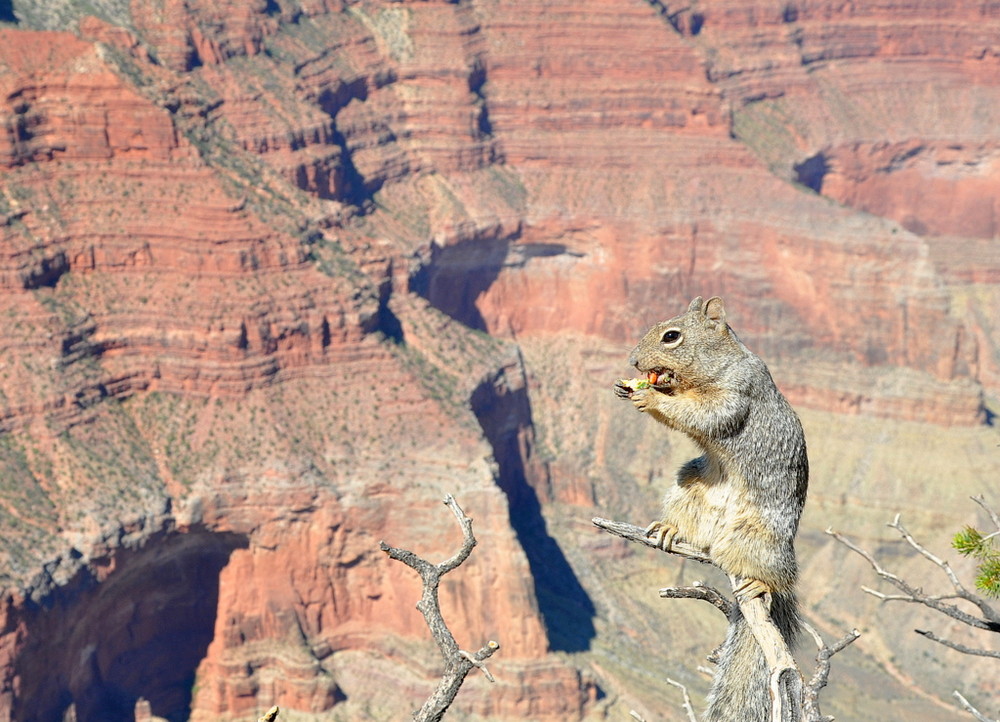 Lo scoiattolo del Gran Canyon