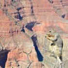 Lo scoiattolo del Gran Canyon