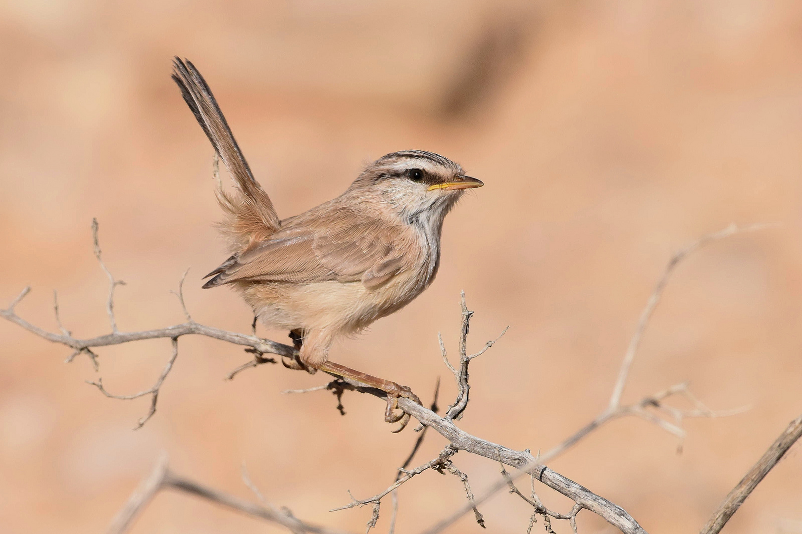 Lo Scricciolo del deserto