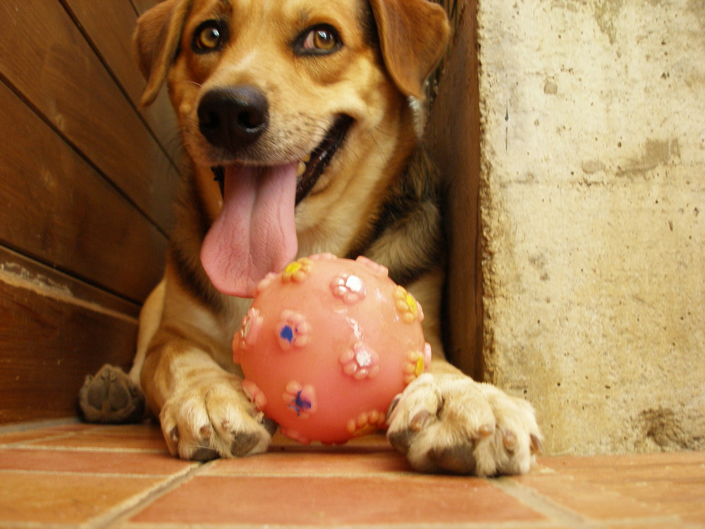 ...lo sguardo birbante del mio cucciolo...