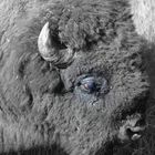lo sguardo del bisonte