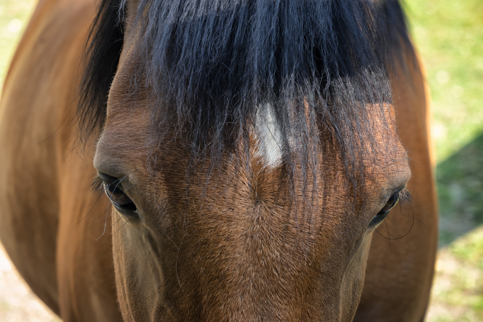 Lo sguardo del cavallo