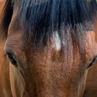 Lo sguardo del cavallo