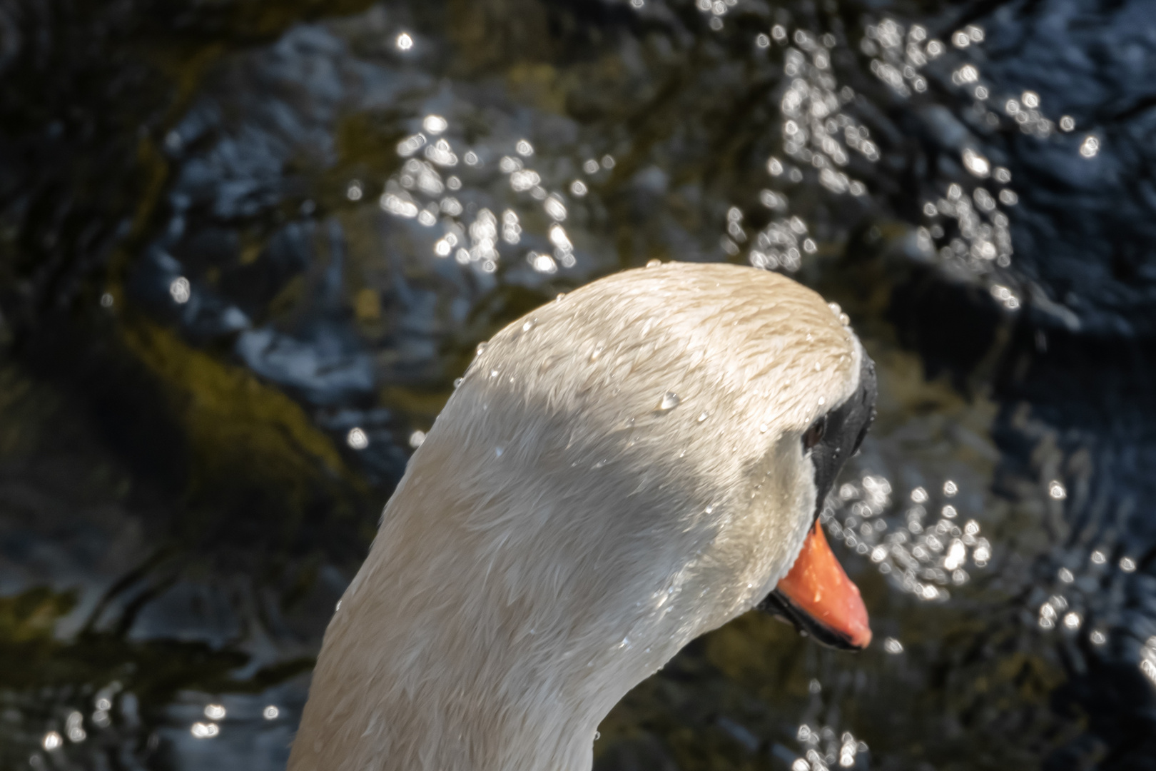 Lo sguardo del cigno