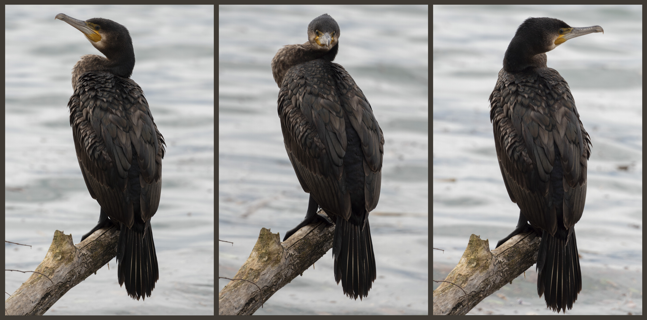 Lo sguardo del Cormorano