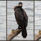 Lo sguardo del Cormorano