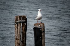 Lo sguardo del gabbiano