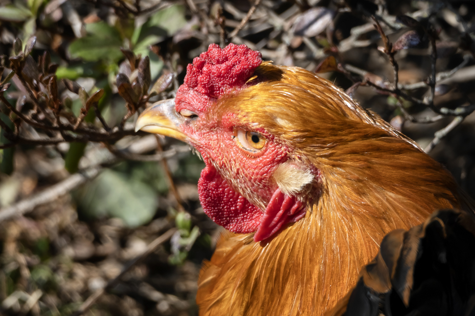 Lo sguardo del gallo