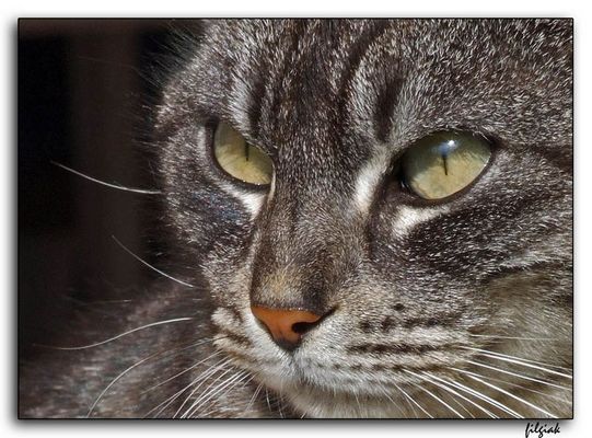 Lo Sguardo del Predatore