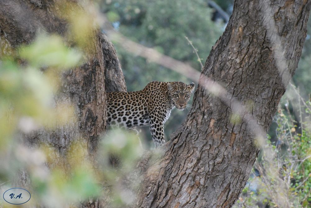 Lo sguardo del Predatore-Predator's look