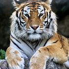 LO SGUARDO DELLA TIGRE