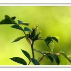 Lo sguardo innocente del bosco