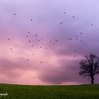 Lo spettacolo della natura