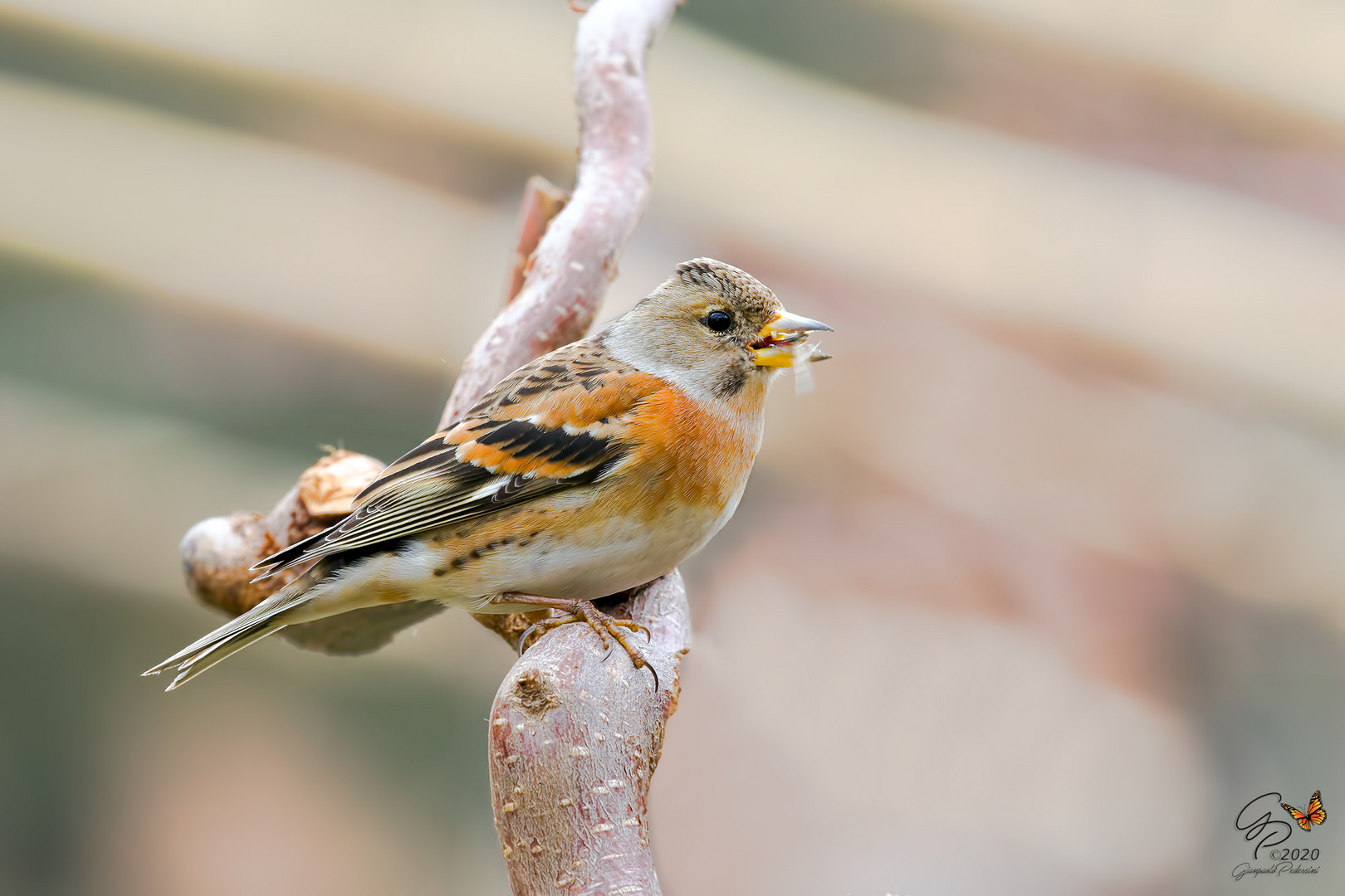 Lo spuntino Foto % Immagini| animali, uccelli allo stato libero