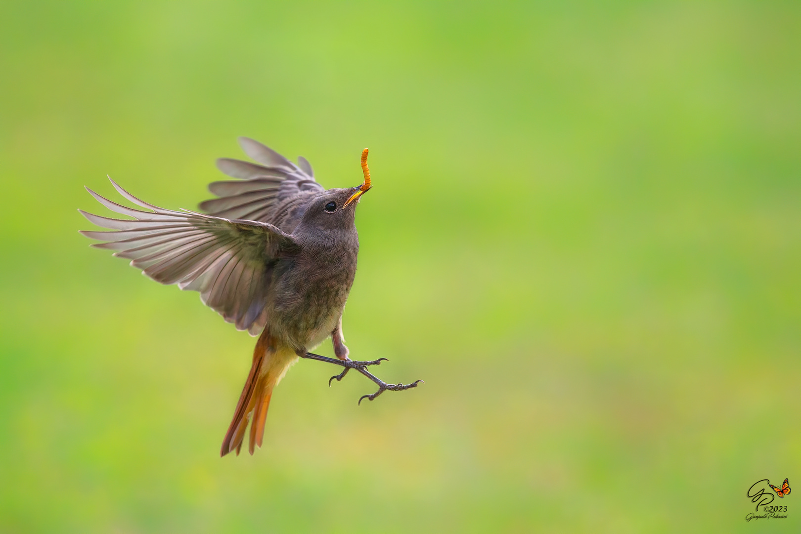 Lo stacco....in volo con la preda