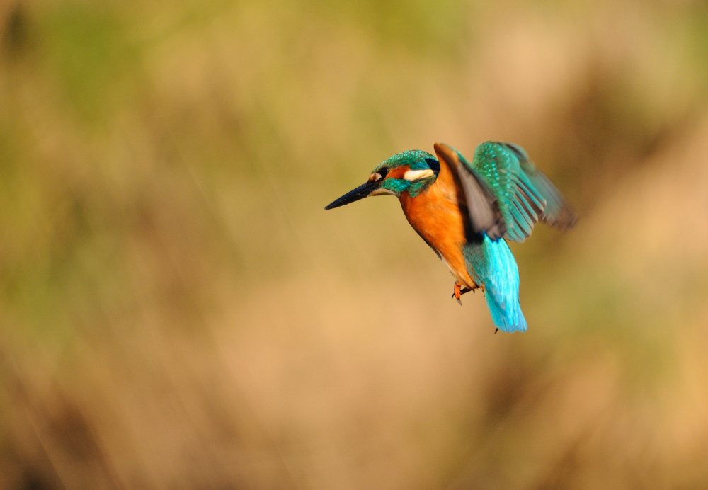 LO "STALLO" DEL MARTIN PESCATORE