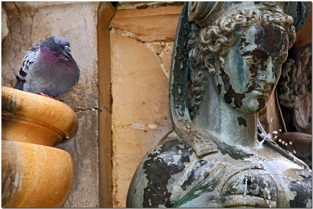 Lo stupefatto sguardo della colomba