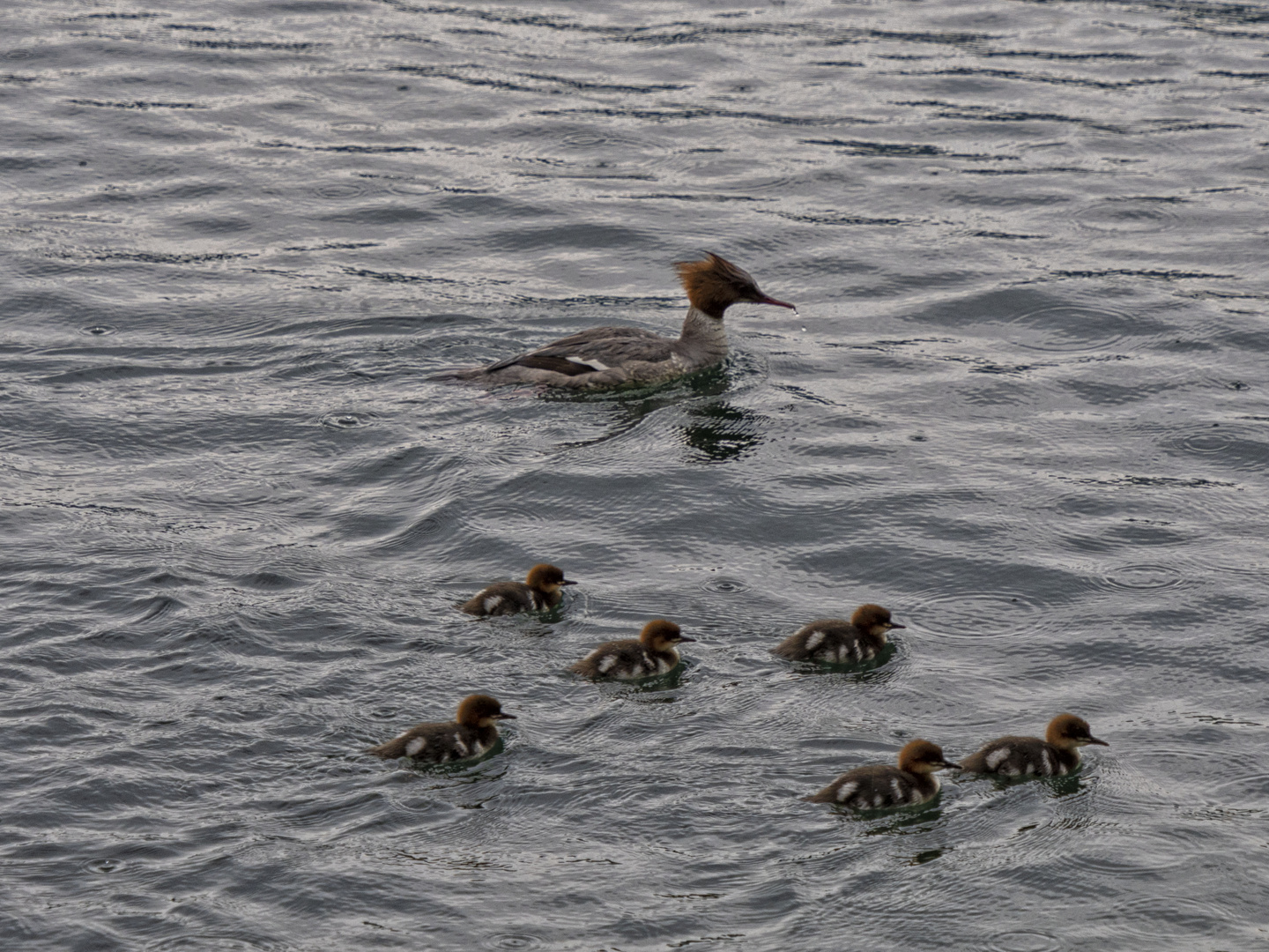 Lo Svasso con i piccoli