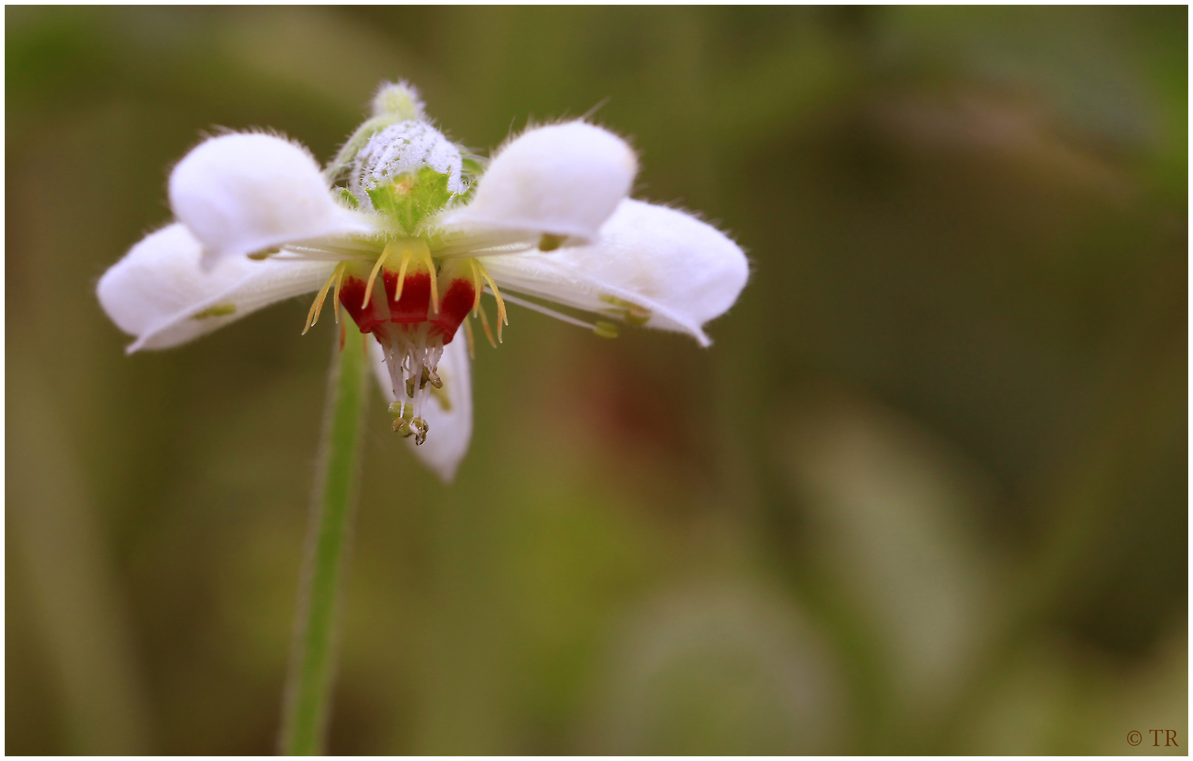 Loasaceae