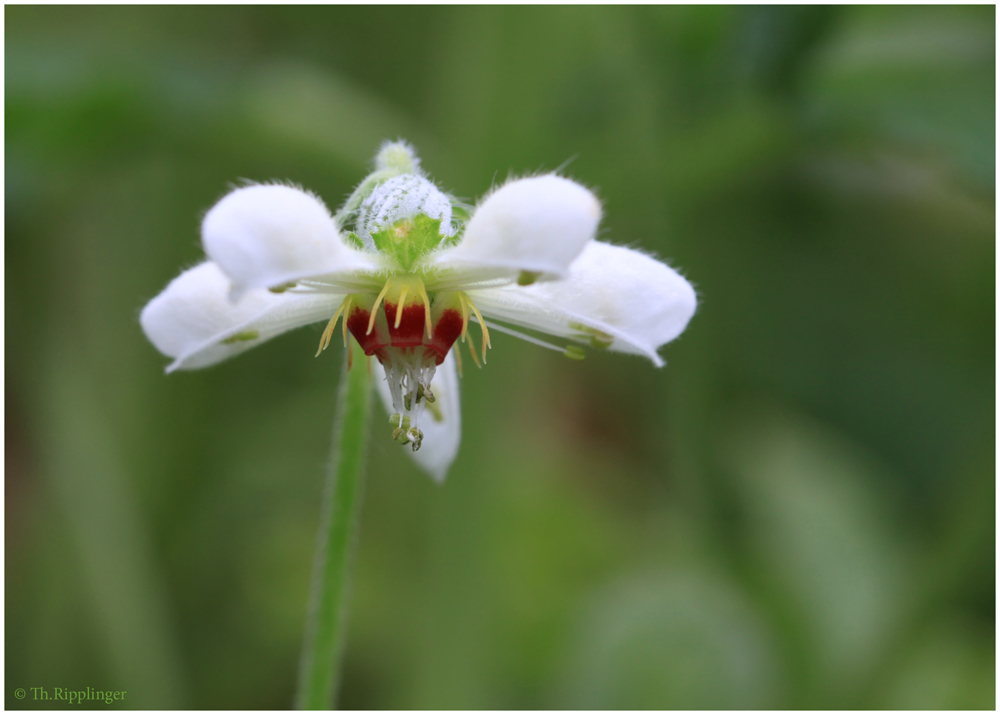 Loasaceae