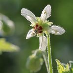 Loasaceae mit Brennharen!!!