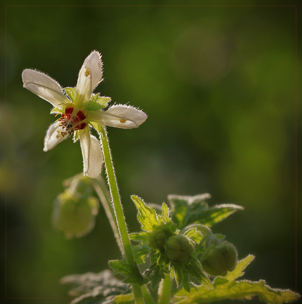 Loasaceae mit Brennharen!!!!