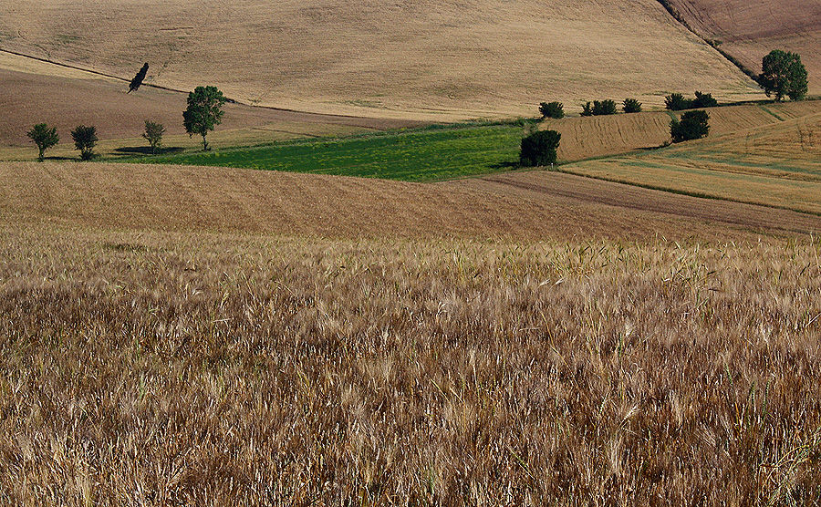 L'oasi verde