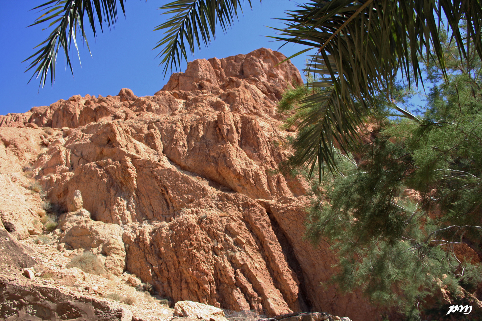 l'oasis de CHEBIKA