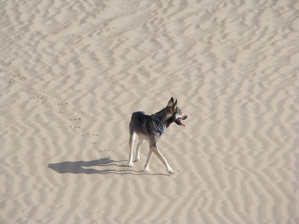 Loba de Paso...