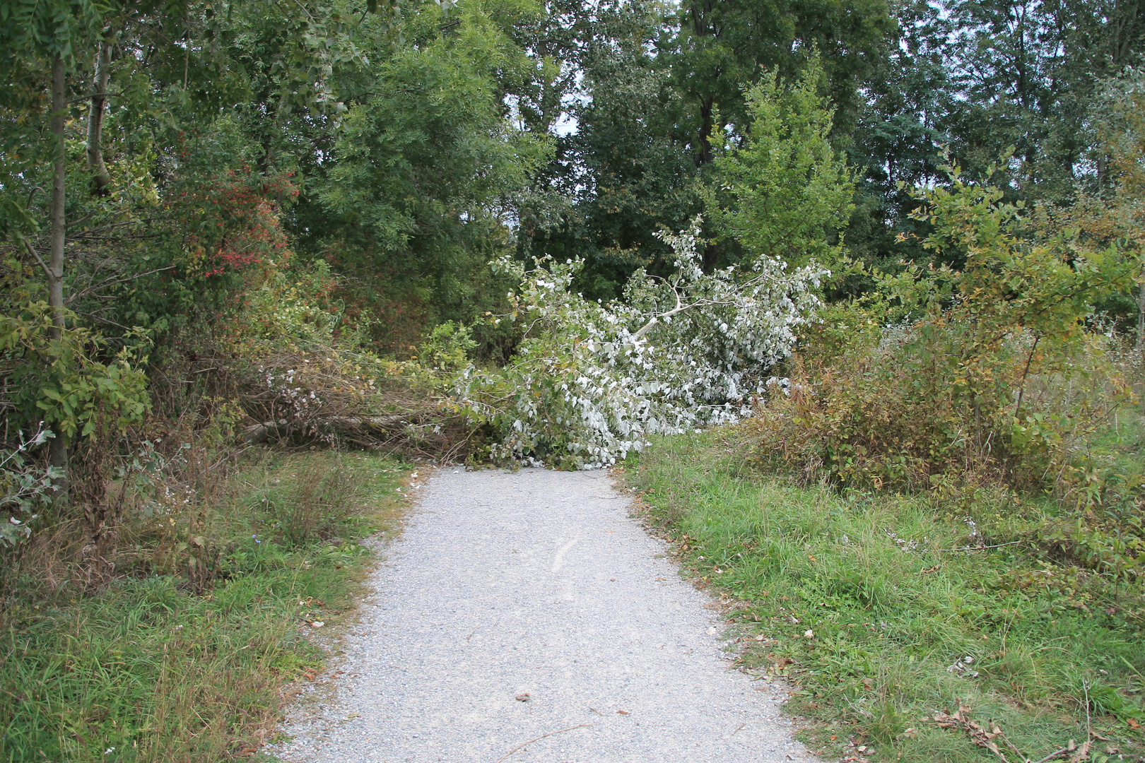 lobau